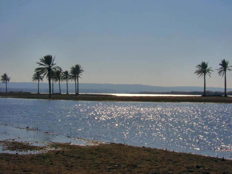 The Euphrates river flowing past date palms in Iraq.