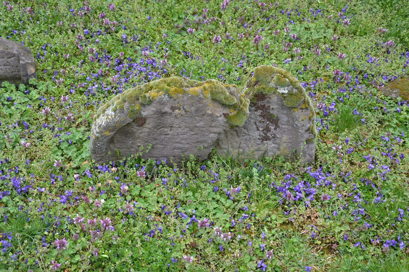 A moss-covered medieval Jewish gravestone in the Heiliger Sand cemetery in Worms