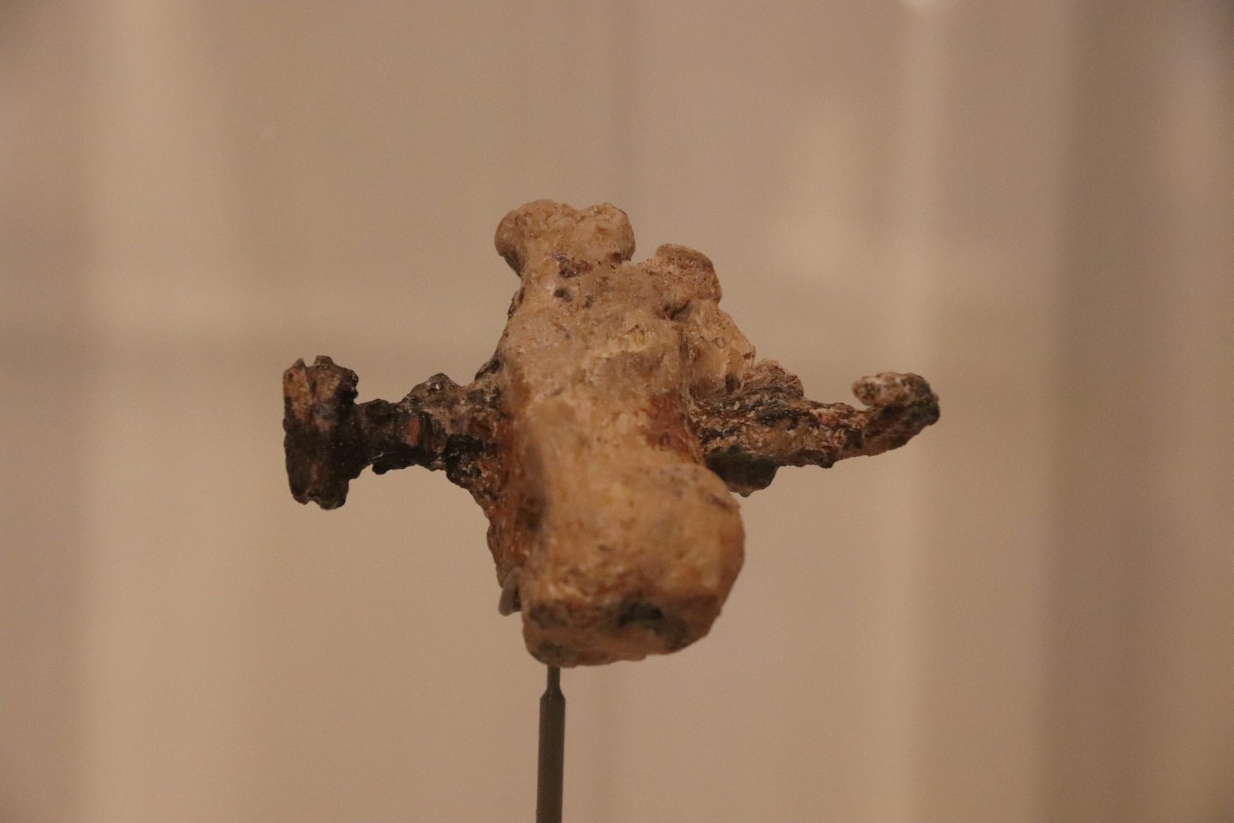 Heel bone pierced by iron nail, with fragment of olive wood attached, mounted on display stand