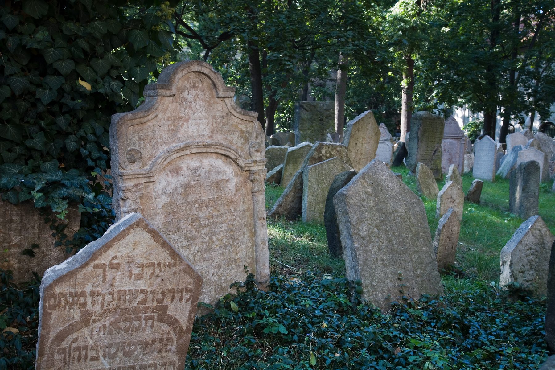 Dense arrangement of Jewish gravestones with Hebrew inscriptions, tilted and crowded together beneath tall trees.