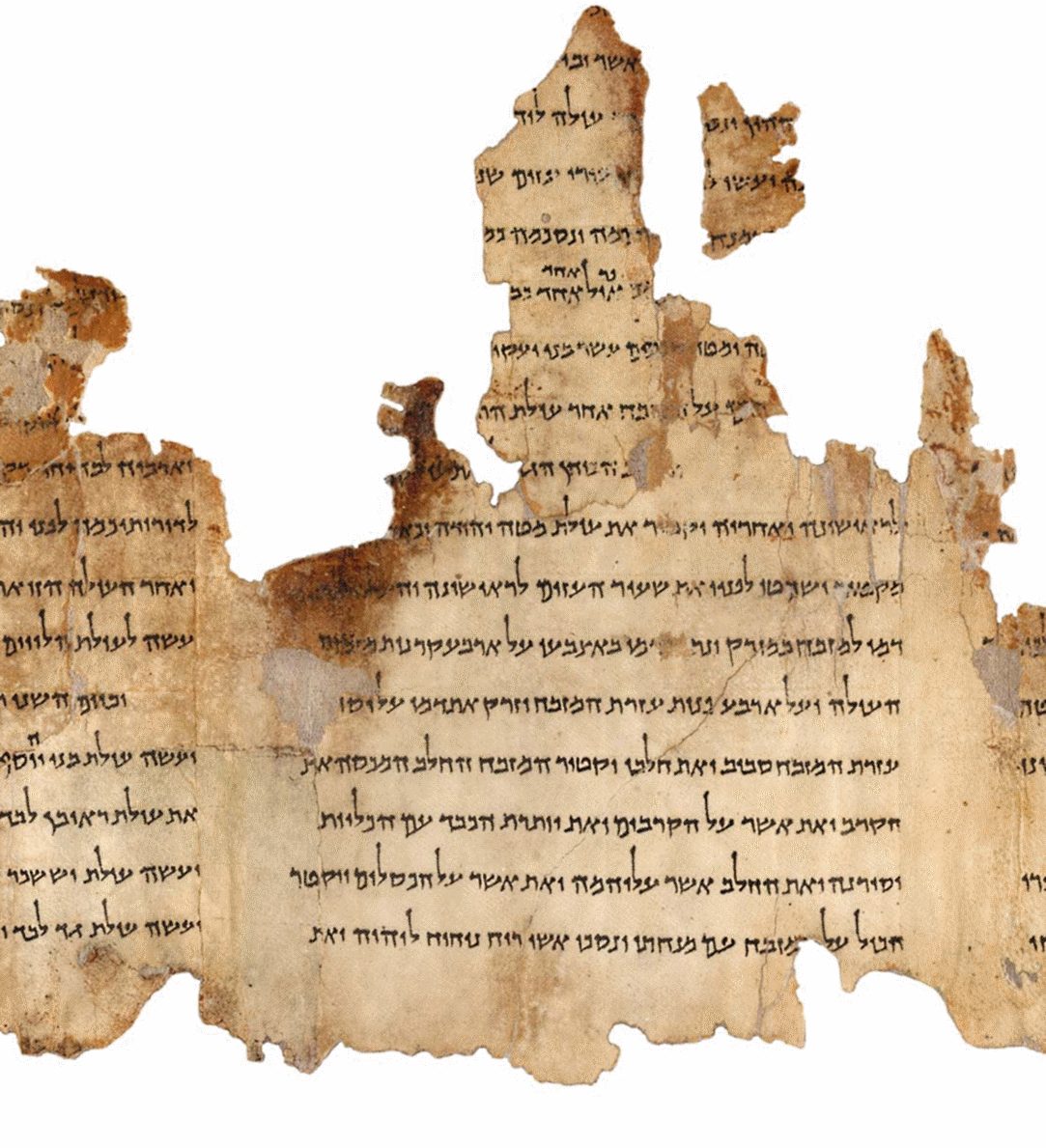 Fragment of the Temple Scroll (11Q19), displaying ancient Hebrew text on aged parchment